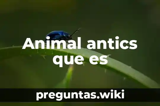 Animal antics que es