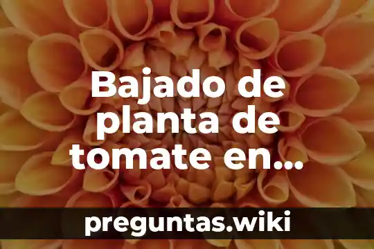 Bajado de planta de tomate en invernadero que es