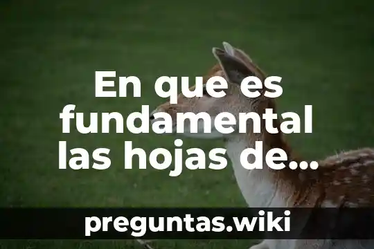 En que es fundamental las hojas de cálculo