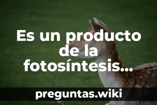 Es un producto de la fotosíntesis que es utilizado yahoo