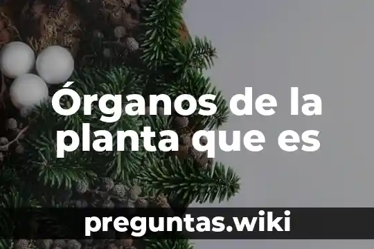 Órganos de la planta que es