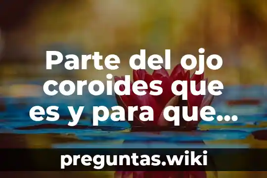Parte del ojo coroides que es y para que sirve