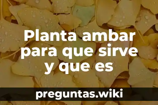 Planta ambar para que sirve y que es