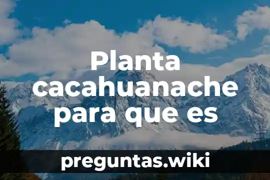 Planta cacahuanache para que es