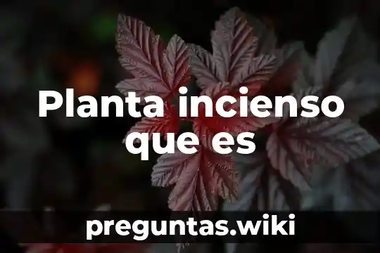 Planta incienso que es