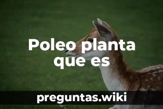 Poleo planta que es