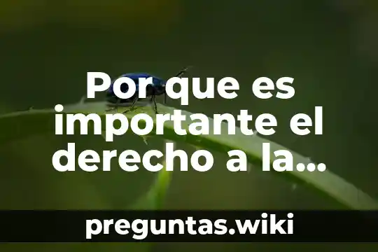 Por que es importante el derecho a la participacion social