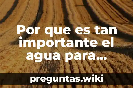 Por que es tan importante el agua para nuestro cuerpo