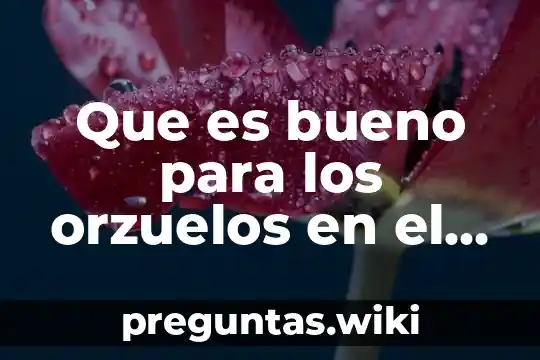 Que es bueno para los orzuelos en el ojo yahoo