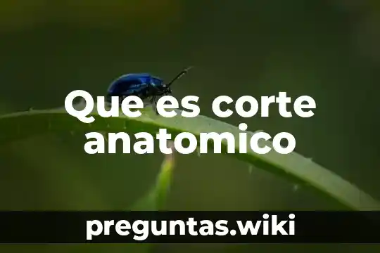 Que es corte anatomico