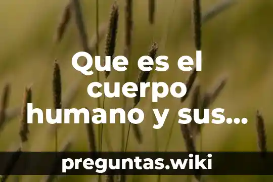 Que es el cuerpo humano y sus funciones
