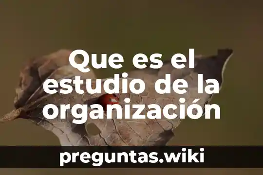 Que es el estudio de la organización