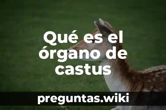 Qué es el órgano de castus