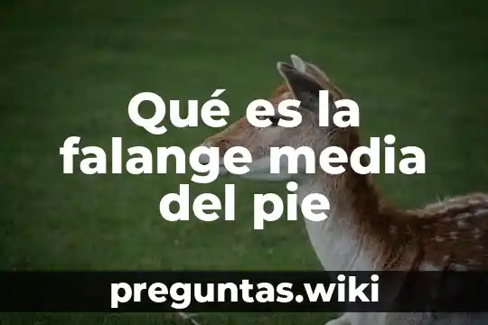 Qué es la falange media del pie