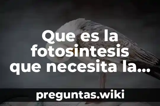 Que es la fotosintesis que necesita la planta para realizarloa
