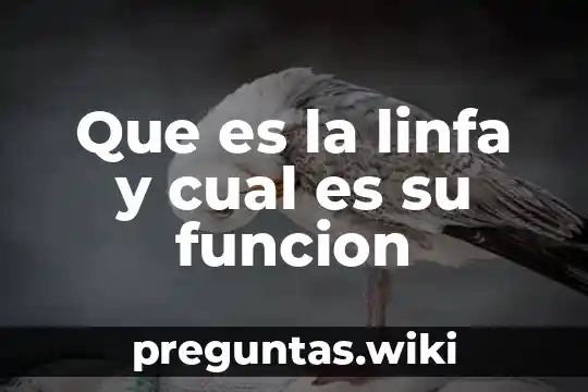 Que es la linfa y cual es su funcion