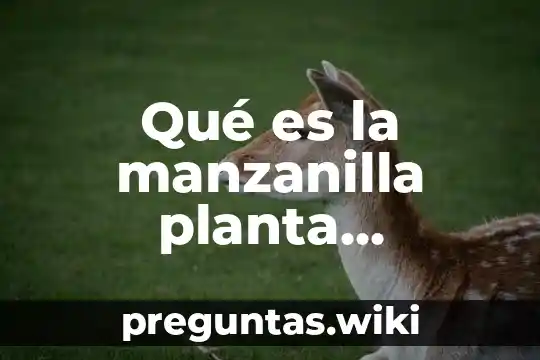 Qué es la manzanilla planta medicinal