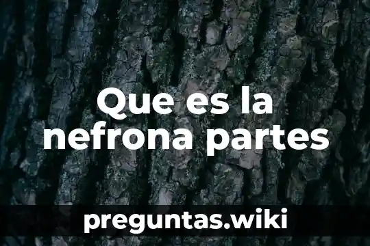 Que es la nefrona partes