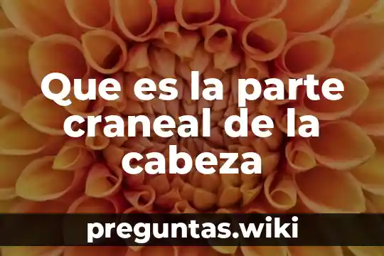 Que es la parte craneal de la cabeza