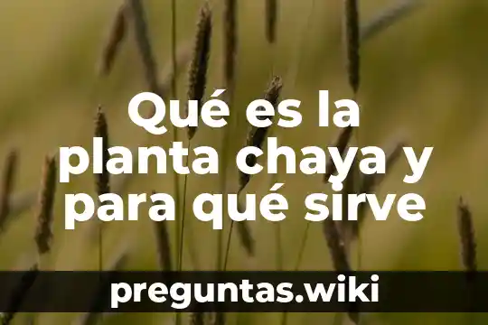 Qué es la planta chaya y para qué sirve
