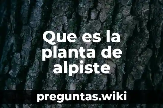 Que es la planta de alpiste