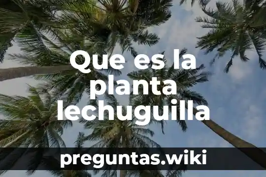 Que es la planta lechuguilla