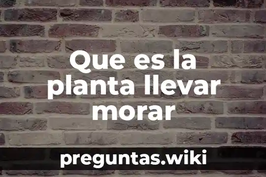 Que es la planta llevar morar