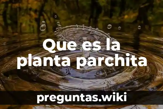 Que es la planta parchita
