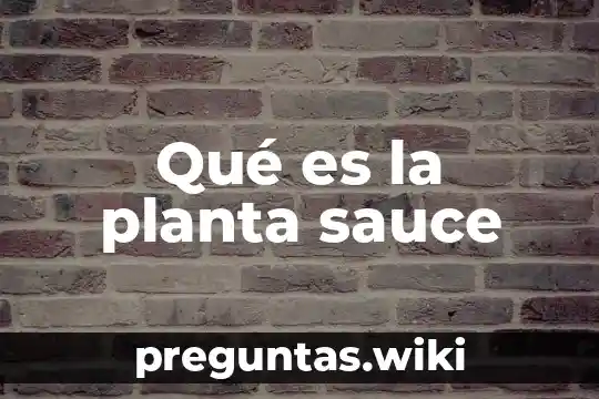 Qué es la planta sauce