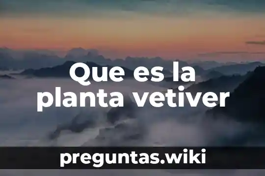 Que es la planta vetiver