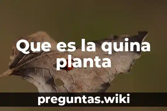 Que es la quina planta
