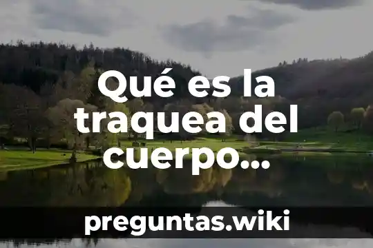 Qué es la traquea del cuerpo humano