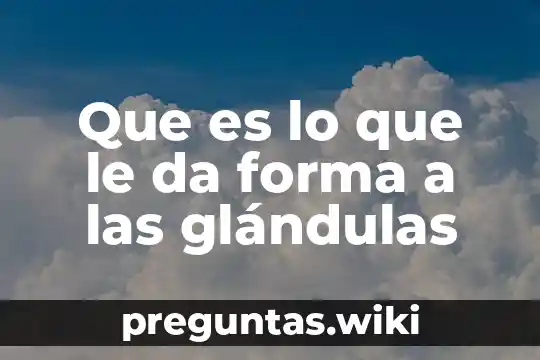 Que es lo que le da forma a las glándulas