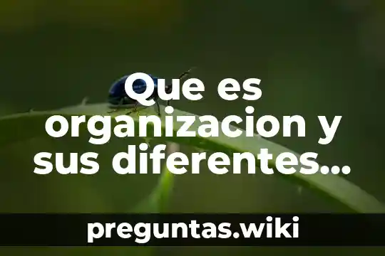 Que es organizacion y sus diferentes tipos