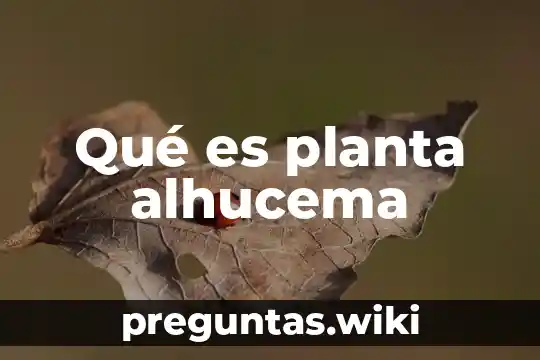 Qué es planta alhucema