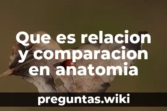 Que es relacion y comparacion en anatomia