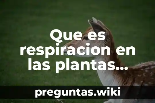 Que es respiracion en las plantas yahoo