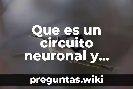Que es un circuito neuronal y como pueden ser