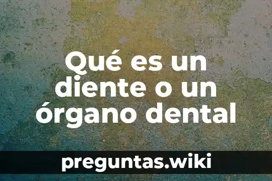 Qué es un diente o un órgano dental