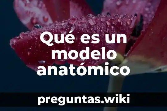 Qué es un modelo anatómico
