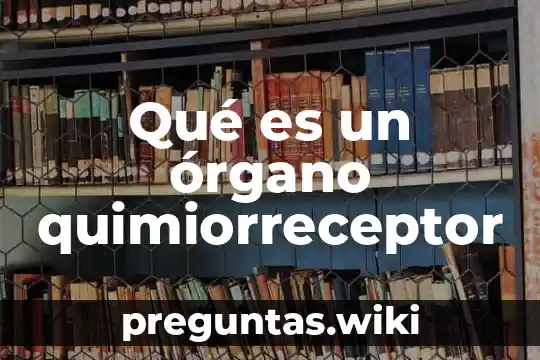 Qué es un órgano quimiorreceptor