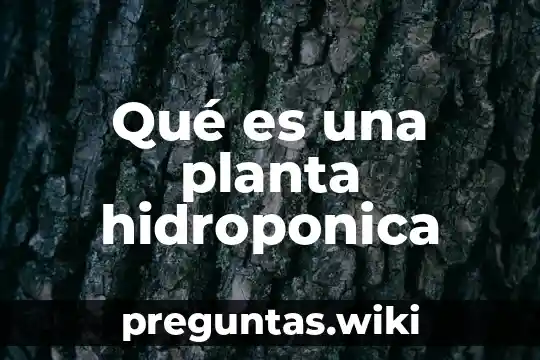 Qué es una planta hidroponica