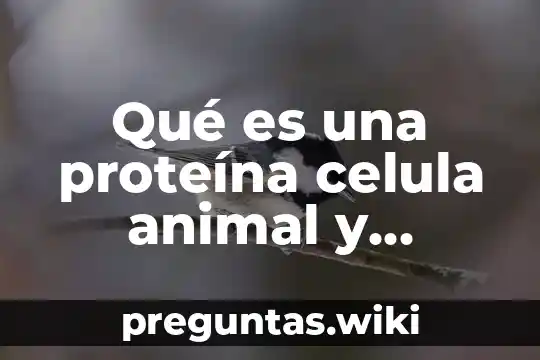 Qué es una proteína celula animal y vegetal