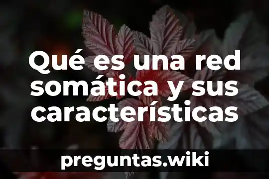 Qué es una red somática y sus características