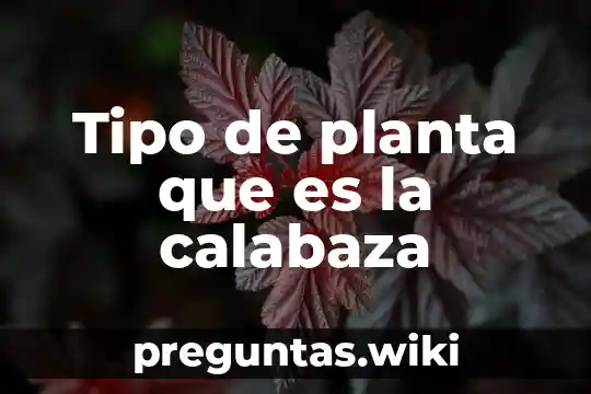Tipo de planta que es la calabaza