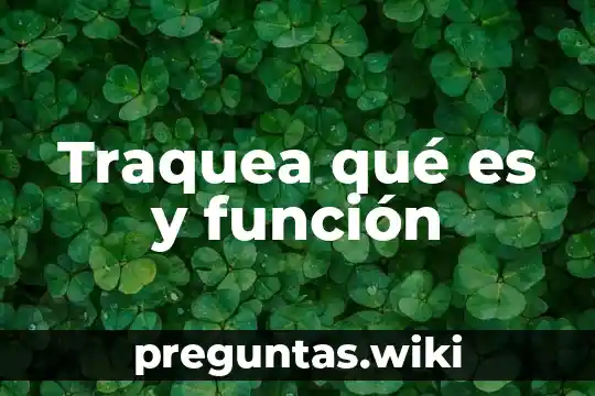 Traquea qué es y función